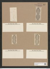Navicula chersonensis var. apiformis Grun. (de-Toni-Nr.: Genus 1, Species 266) Zeichnungen Sammlung Grunow Nr. 617 (NHMW-BOT-W0366980)